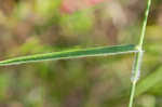 Hairy umbrella sedge